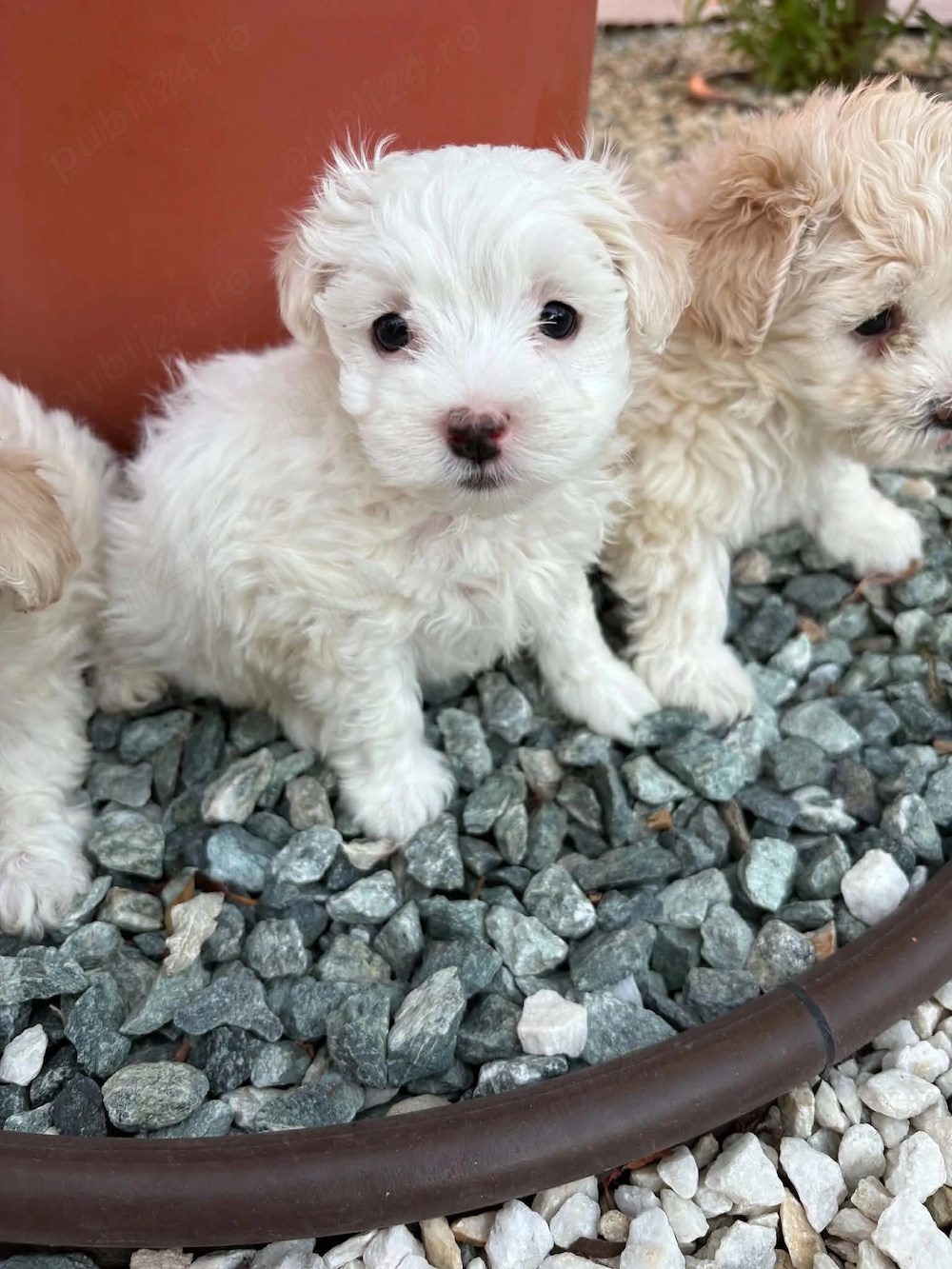 Căței bichon 