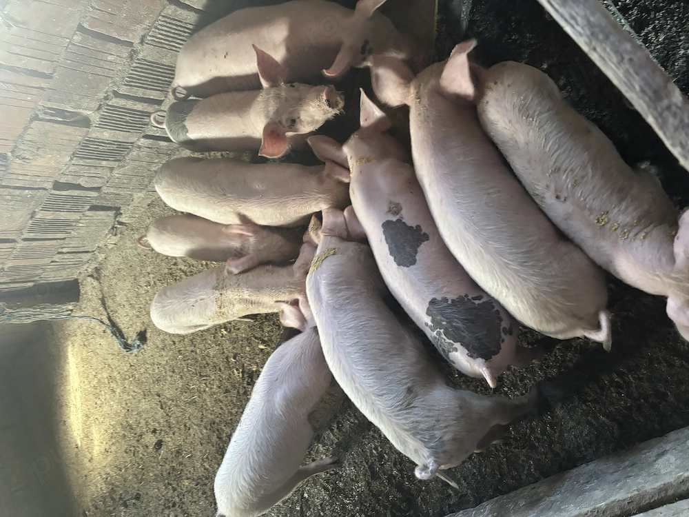 Vând 10 purcei 8 săptămâni 
