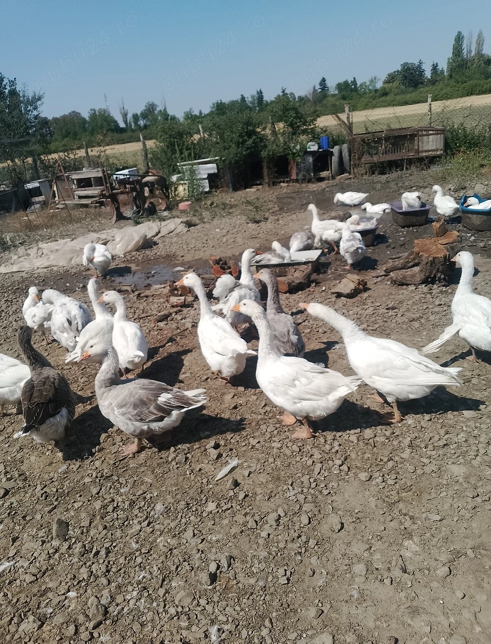gâște de vanzare