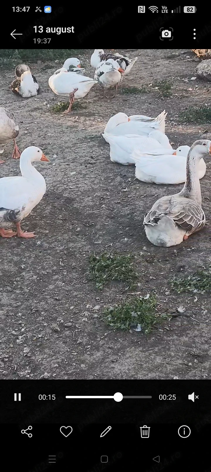 Gâște de vânzare 