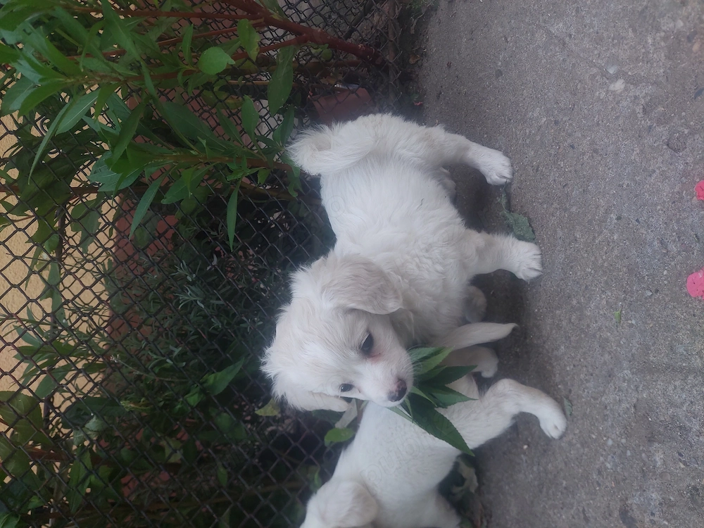BICHON Maltez Rasă pură 