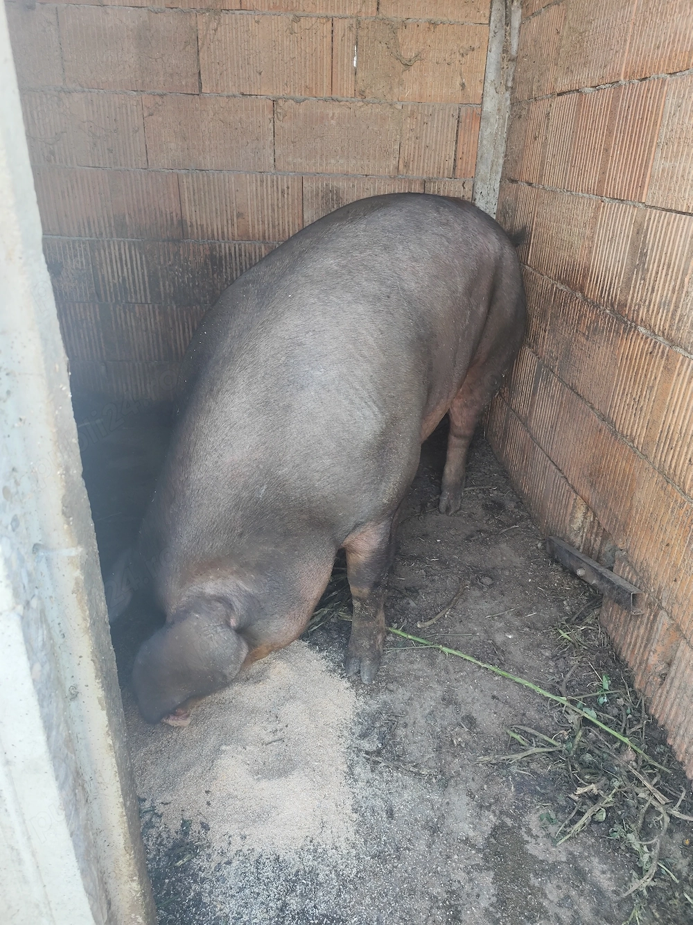 Vând porc ..