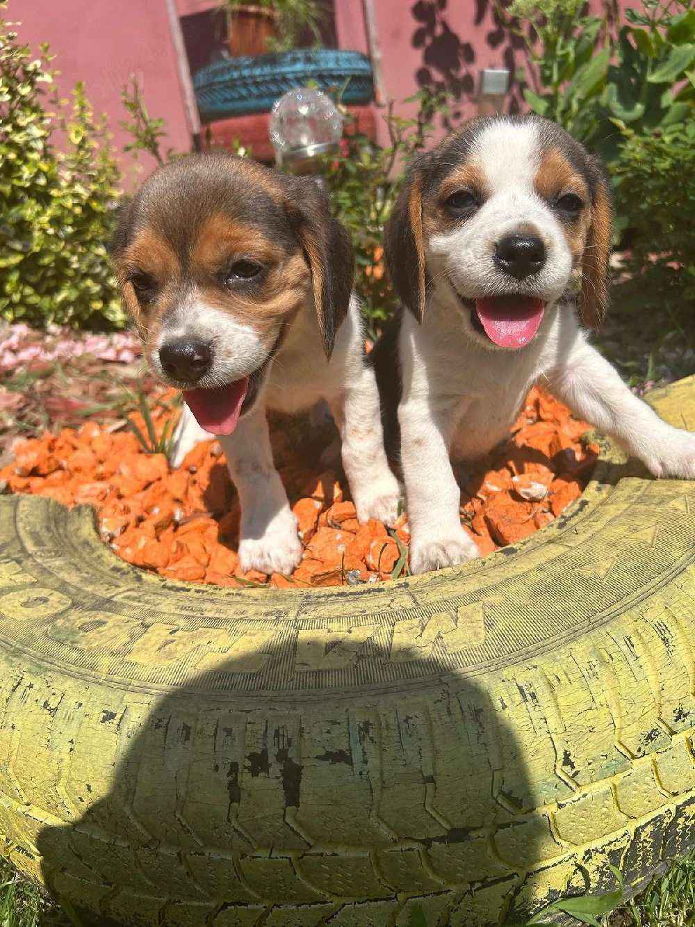 Căței Beagle 