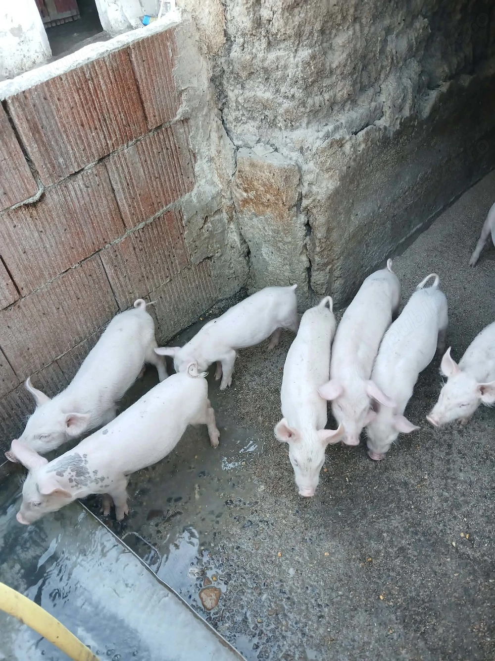 Purcei 5 m și 3 f au 9 săptămânii 