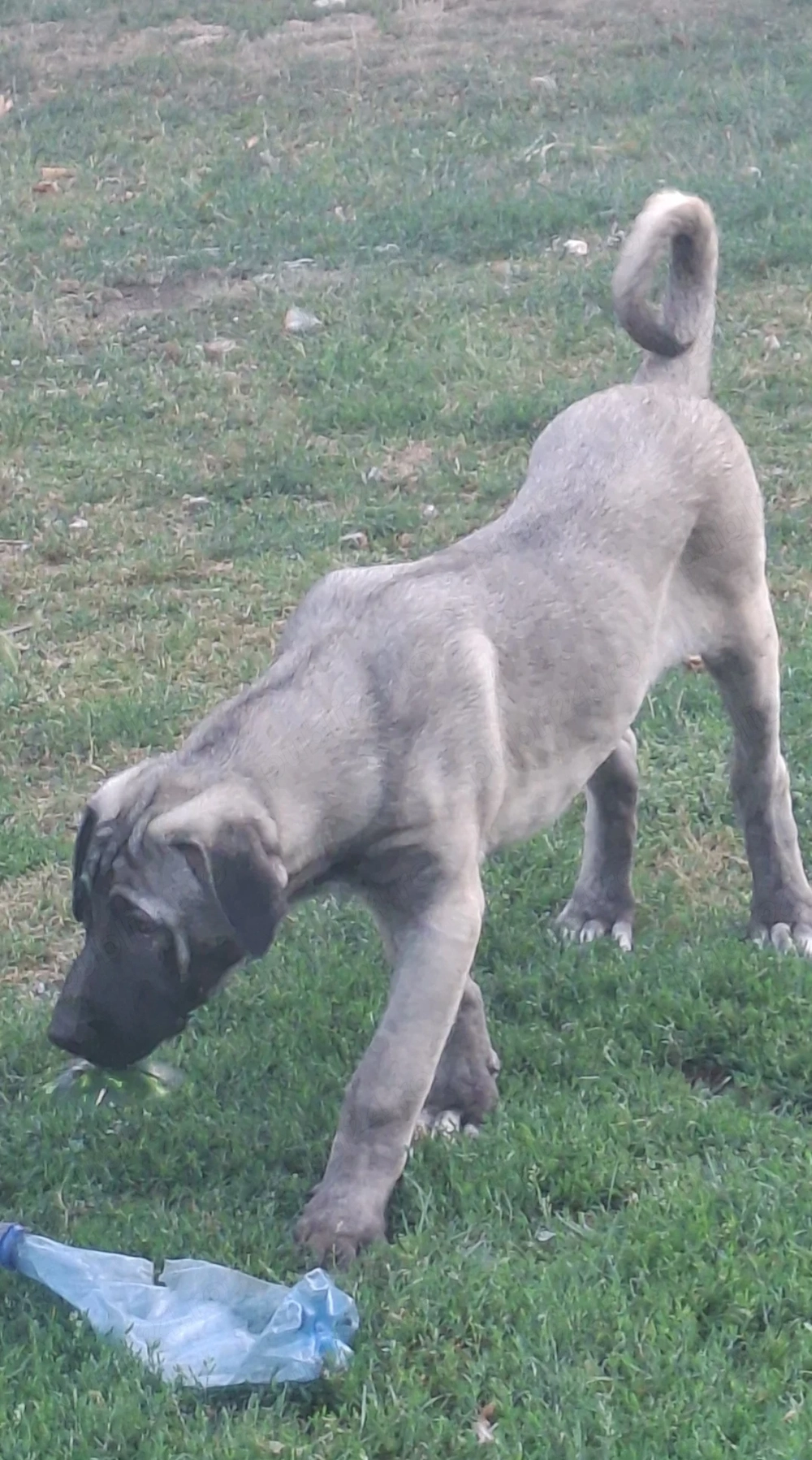 Kangal malakli 