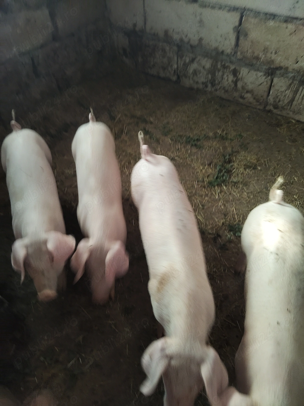 Purcei landras cu pietran