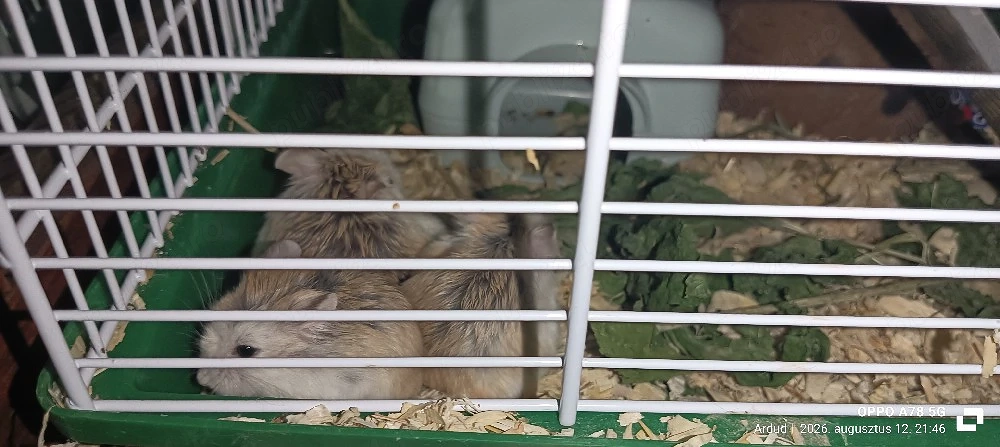 vand cușcă cu accesorii și hamsteri pitici 4