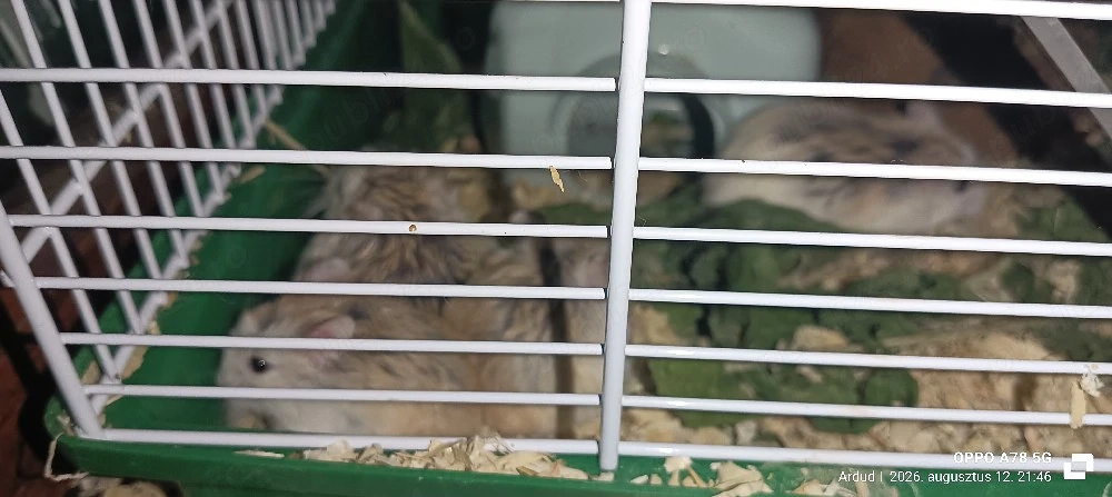 vand cușcă hamsteri pitici