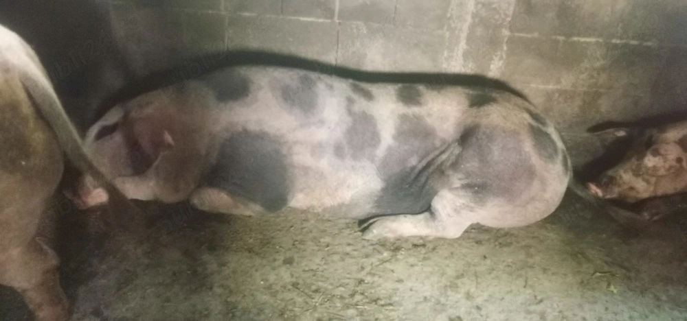 Vând doi porcii la 250 kilograme 