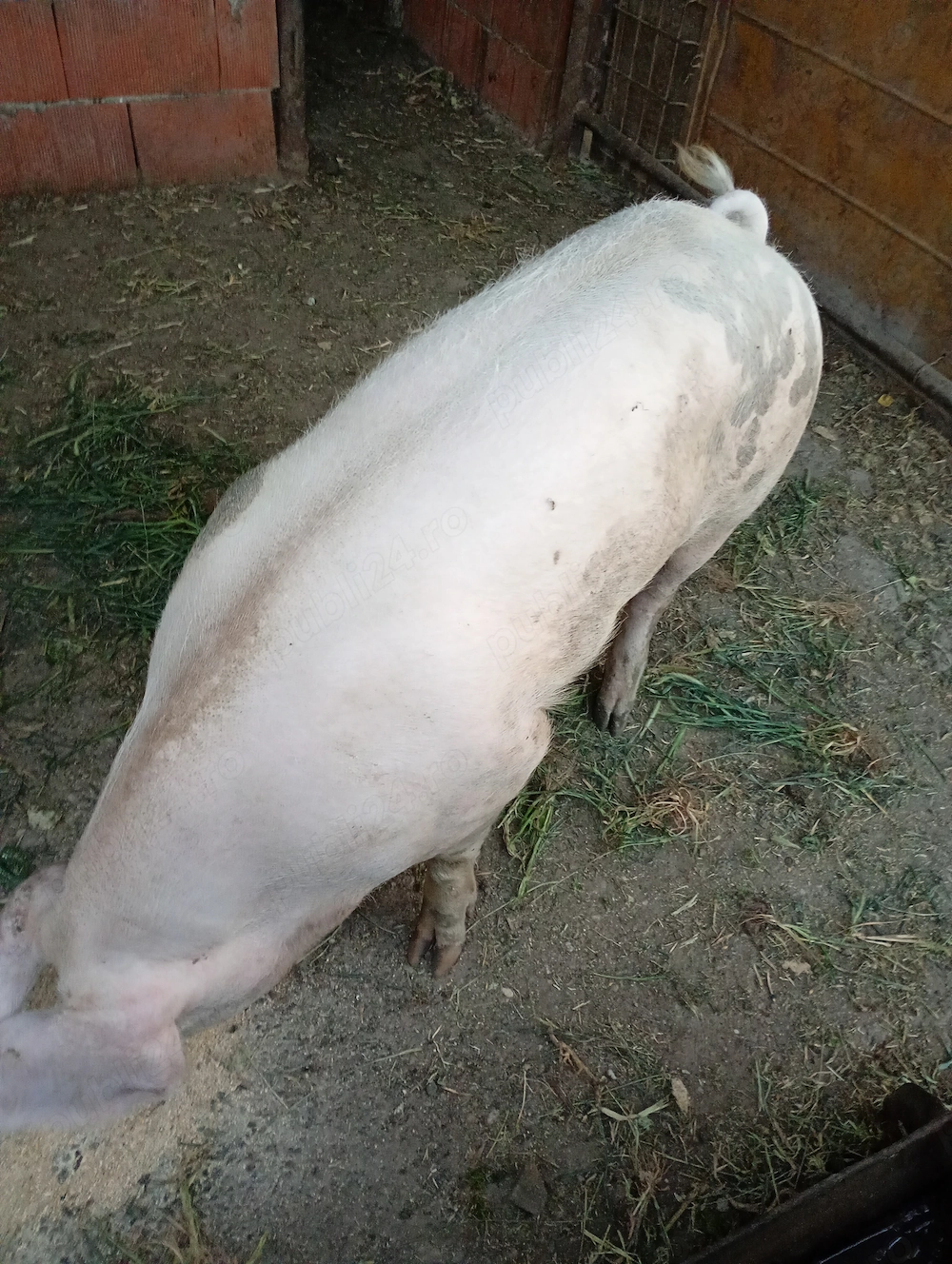 De vânzare 4 buc