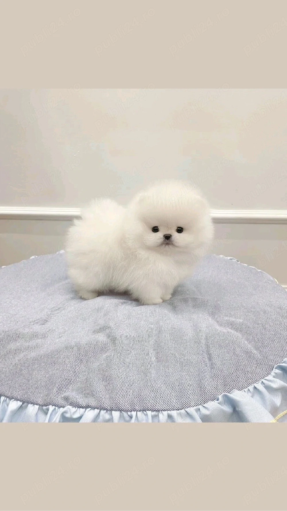 Pomeranian Boo mini toy 