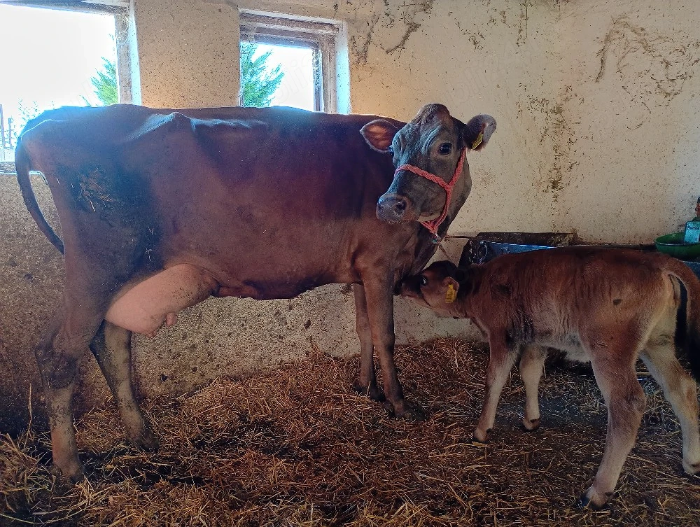 Vând Vacă Rasa Jersey cu Vițea 
