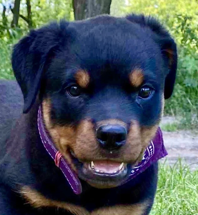Donez mascul Rottweiler