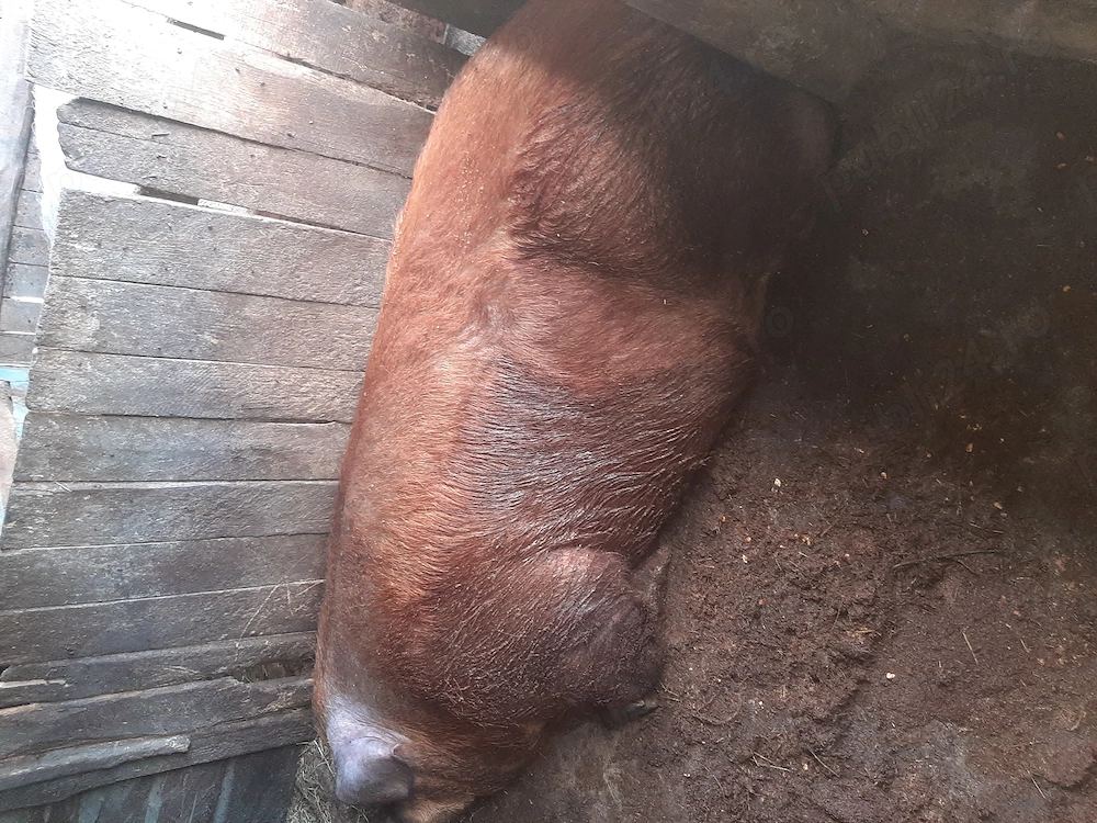 Vând scroafa duroc 