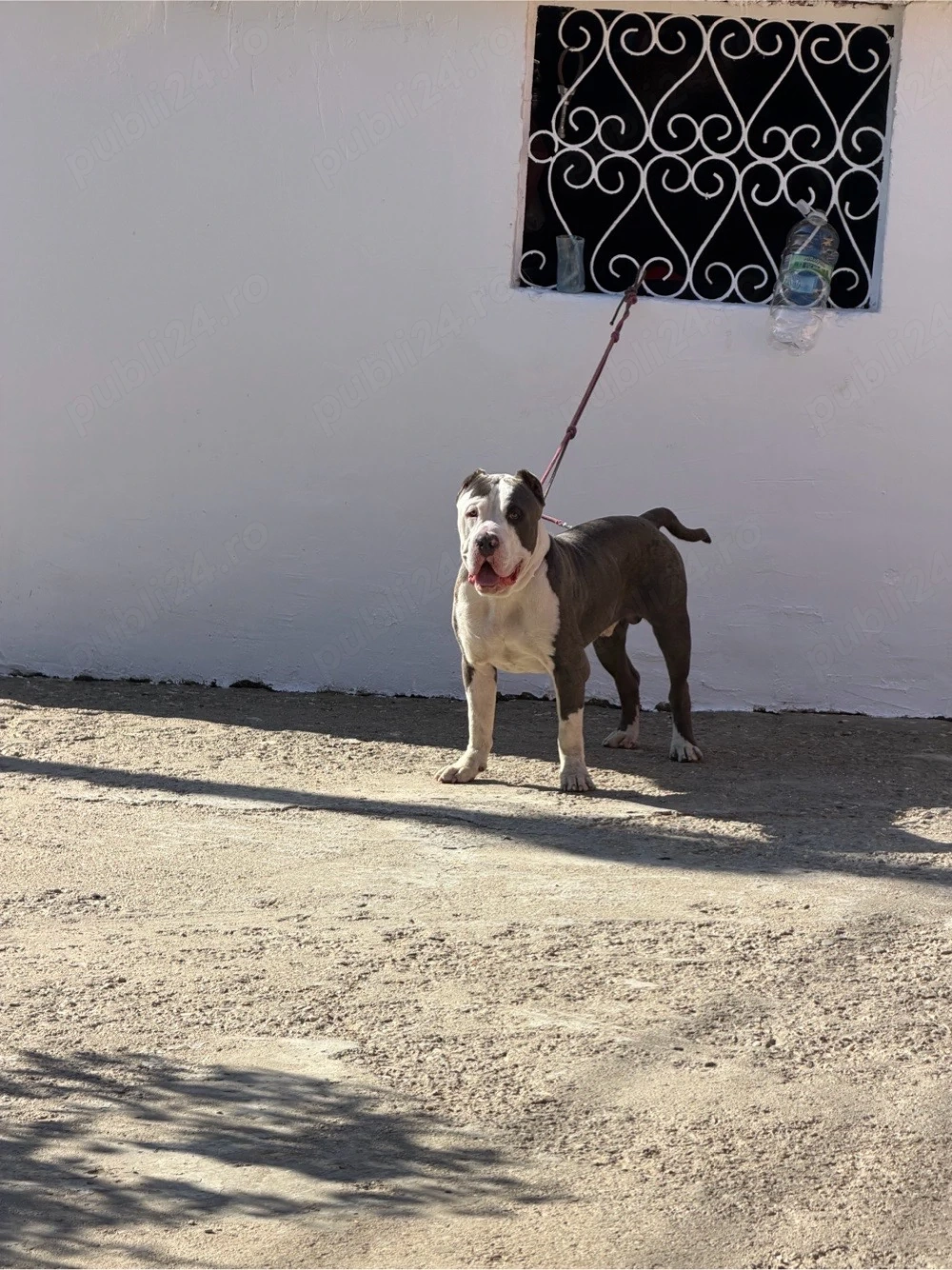 american bully xxl
