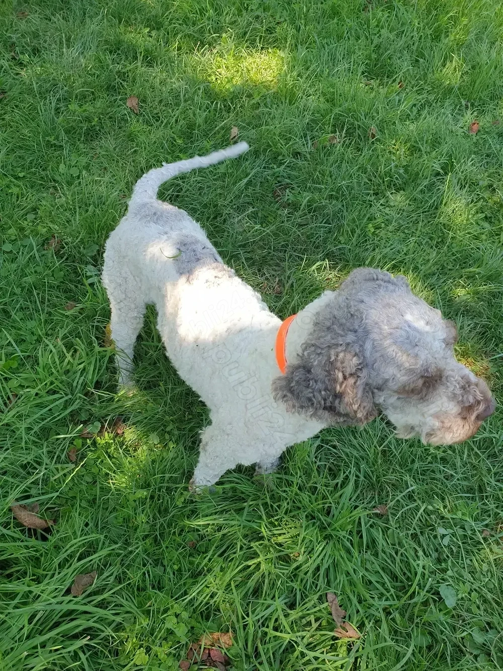 Lagotto Romagnollo pentru trufe