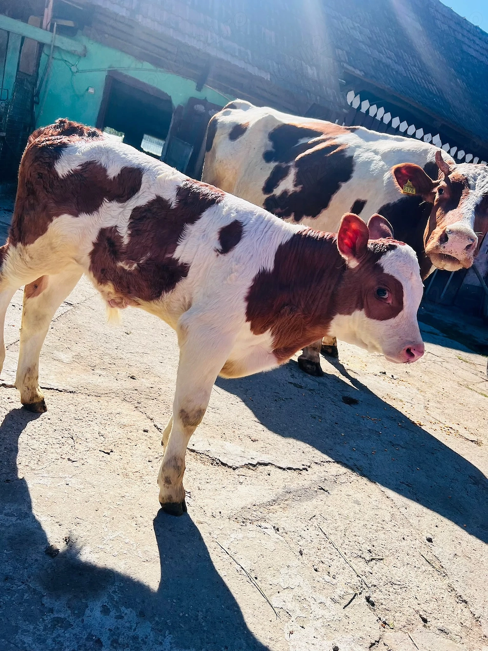 Vaca cu vitel de vanzare