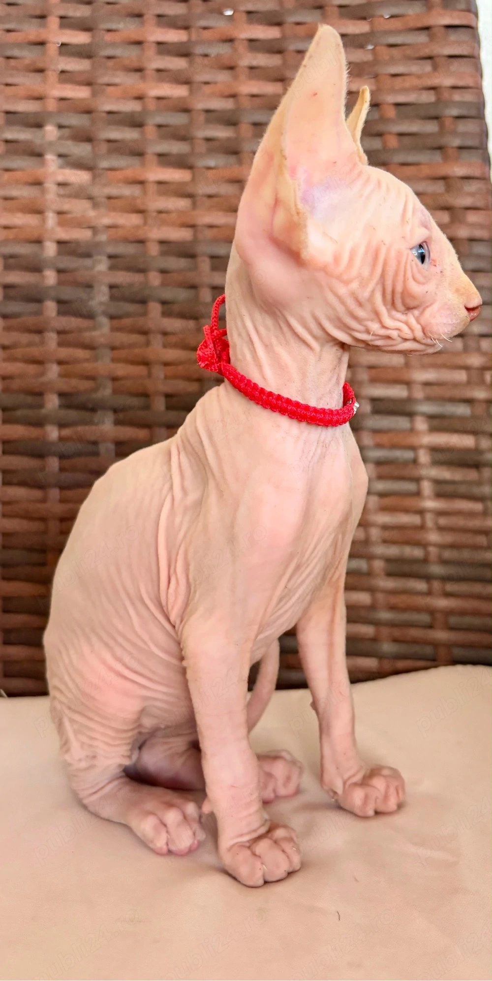 Pui Sphynx Carnet si vaccin facute!