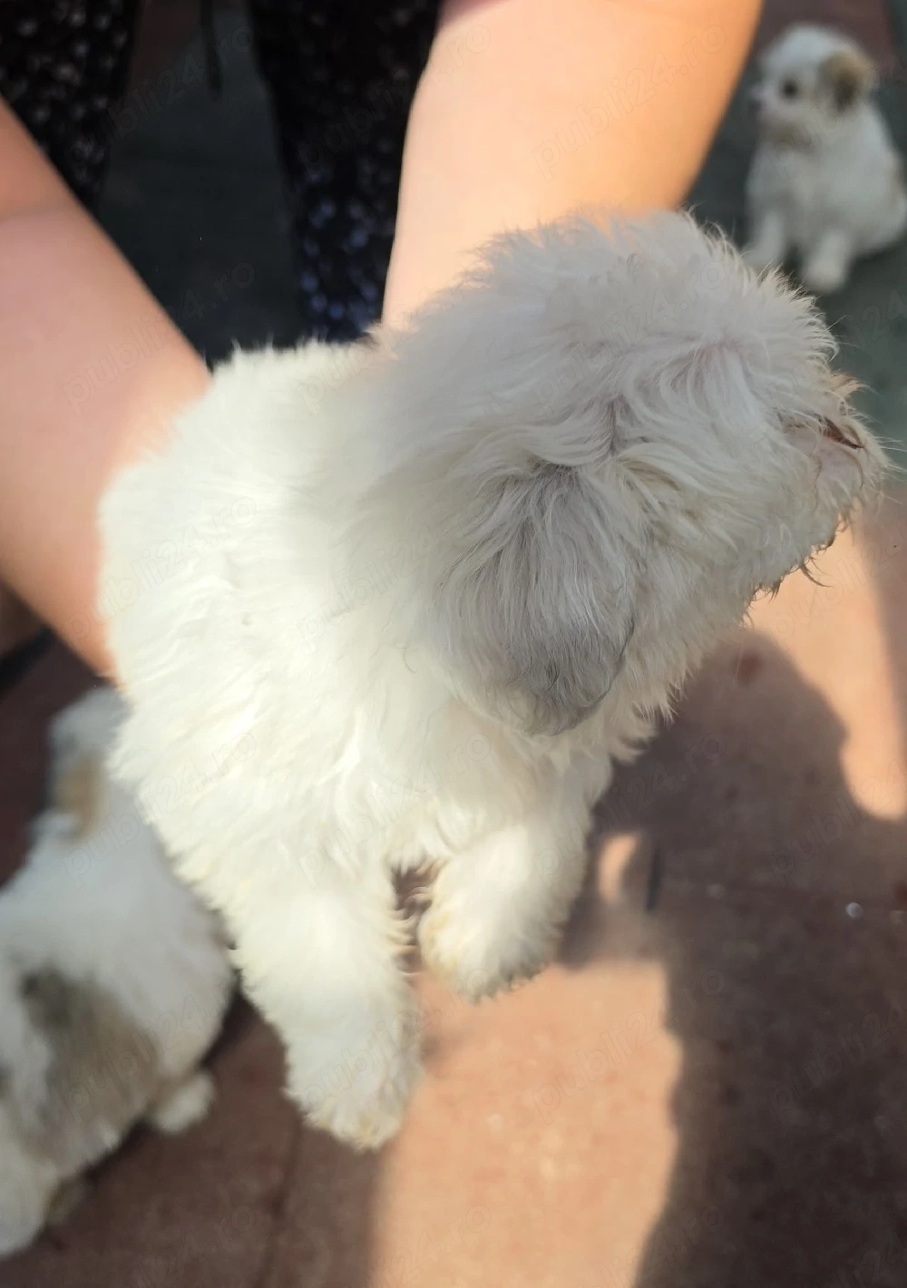 Vând Bichon Havanez au 2 luni 3 fetițe și 2 băieței !