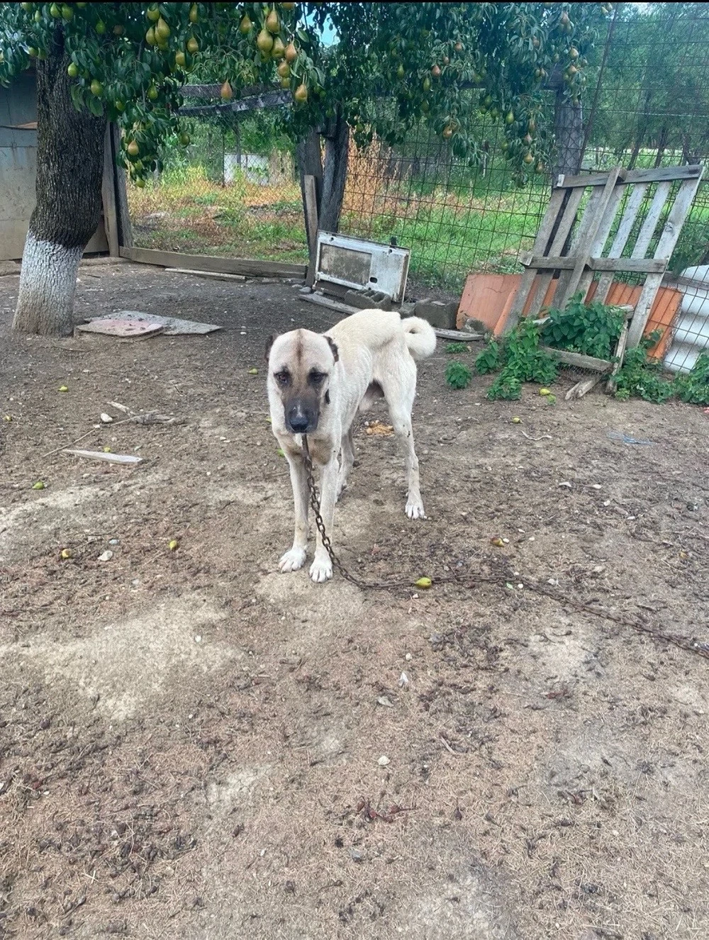 Caine Kangal