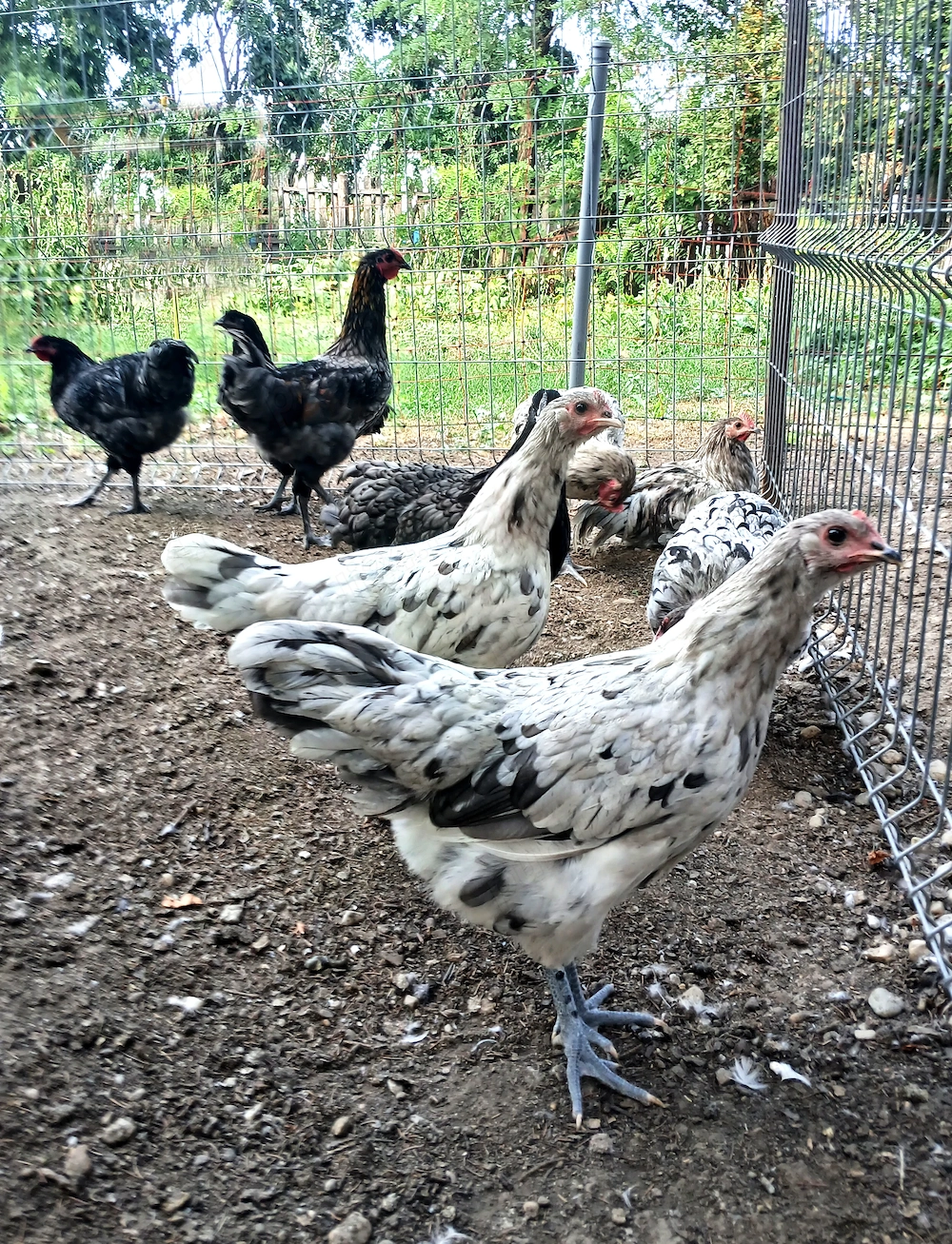 Vand puici si cocosi Australorp - rasa pura