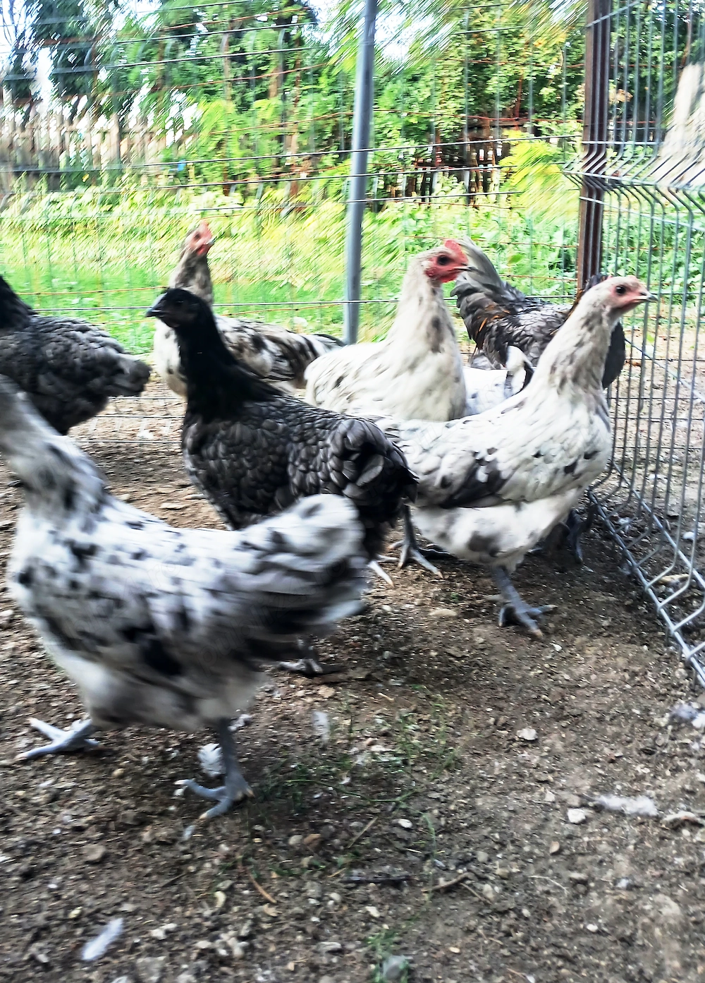 Vand puici si cocosi Australorp - rasa pura