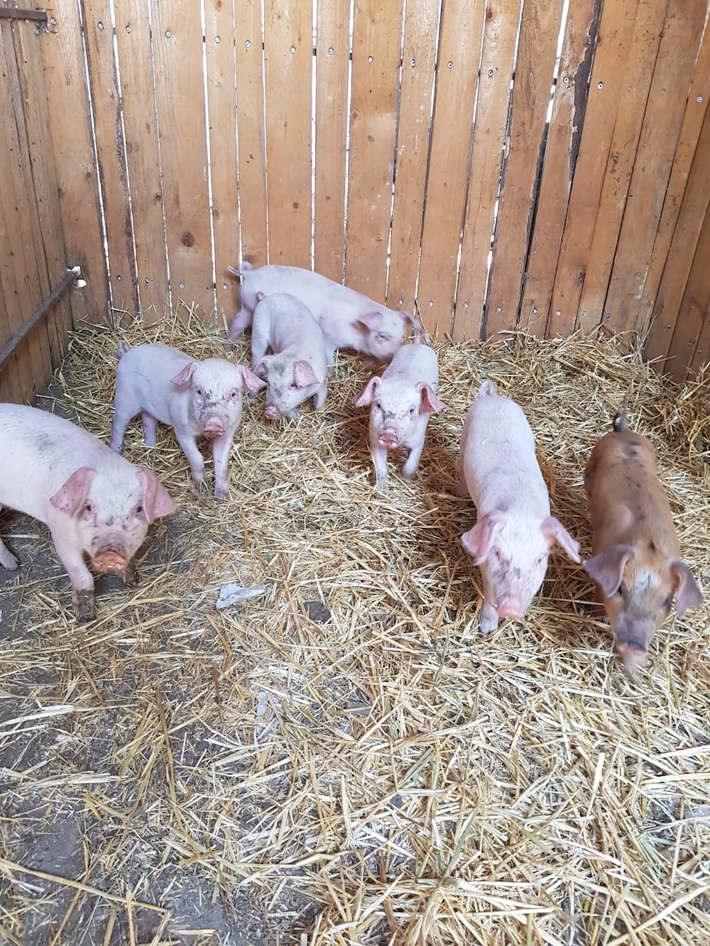 Vand purcei de 6 saptamani