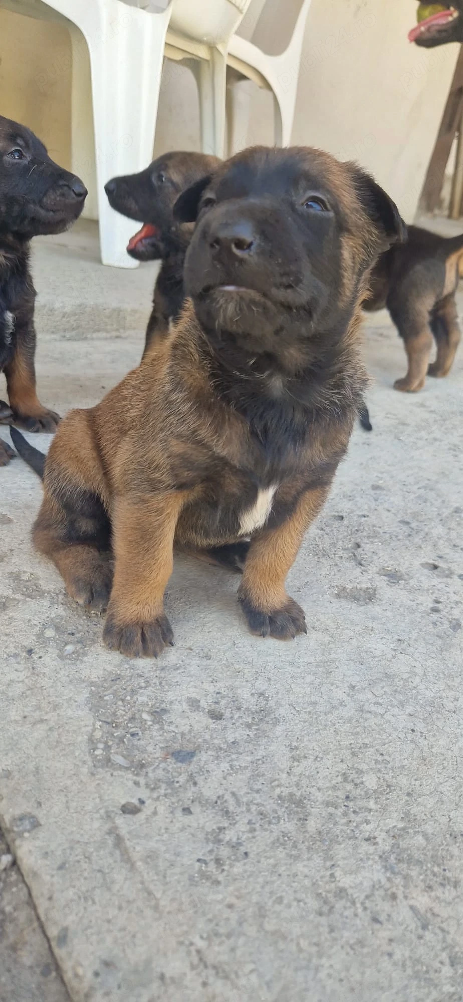 vand pui belgian malinois
