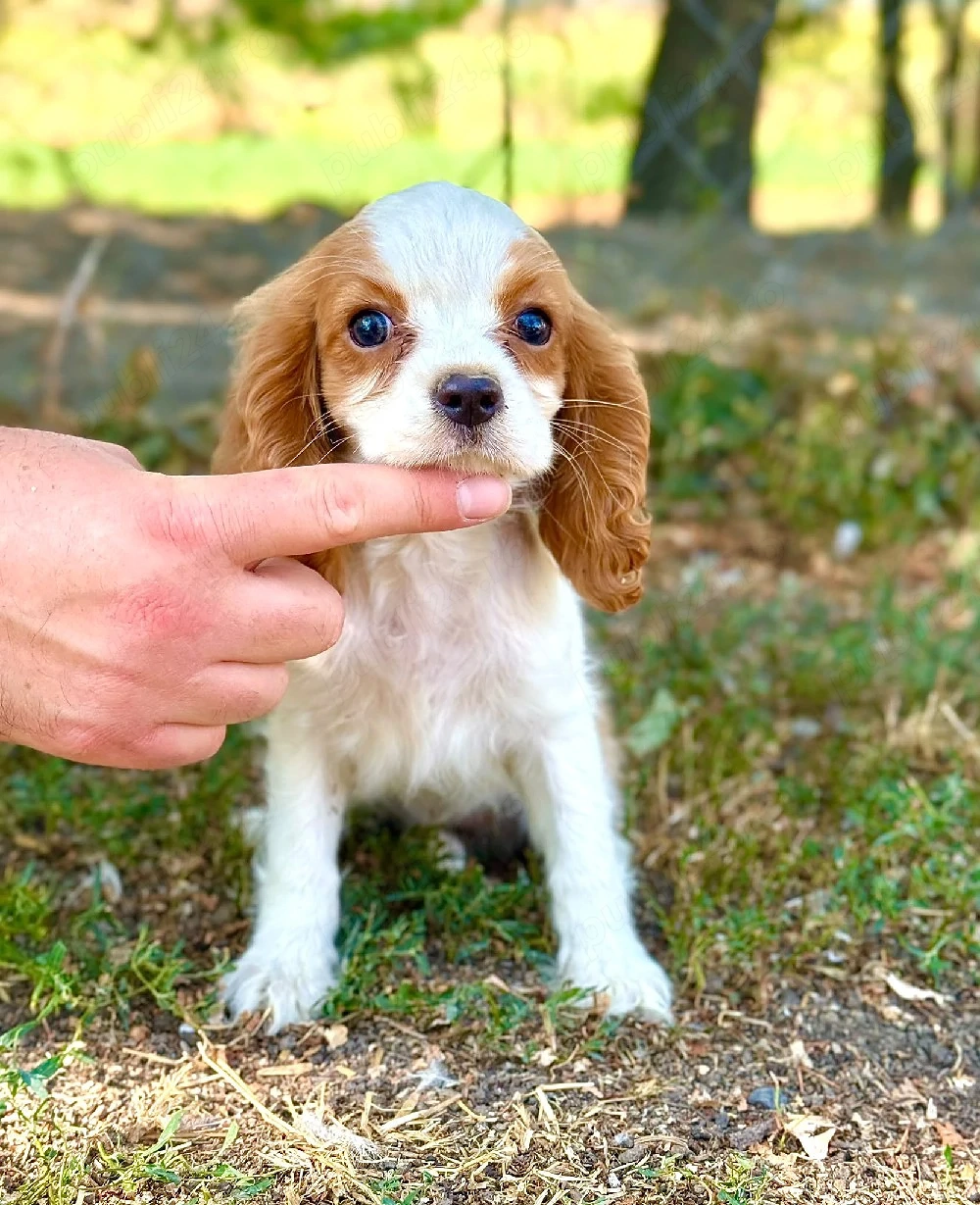 cavalier king Charles fetiță 