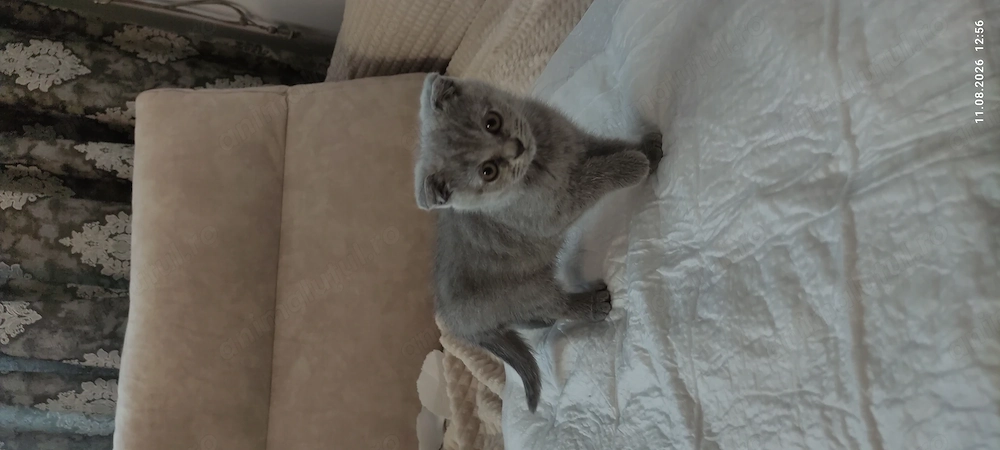 Pui pisicuță british shorthair scottish