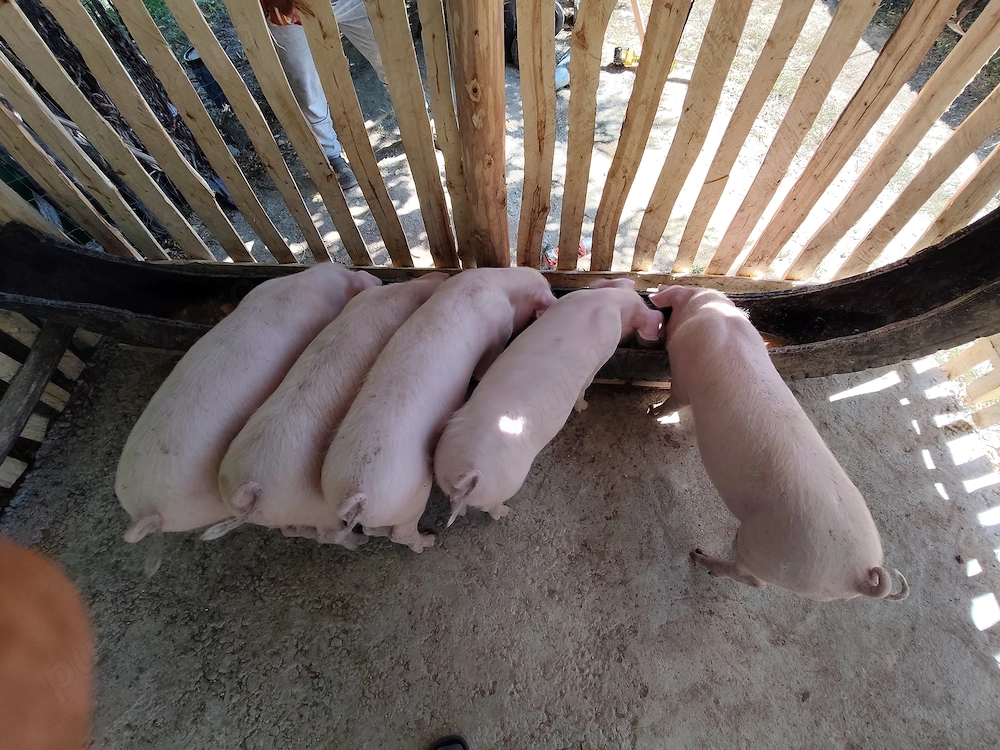 Porci de vânzare 16 săptămâni 