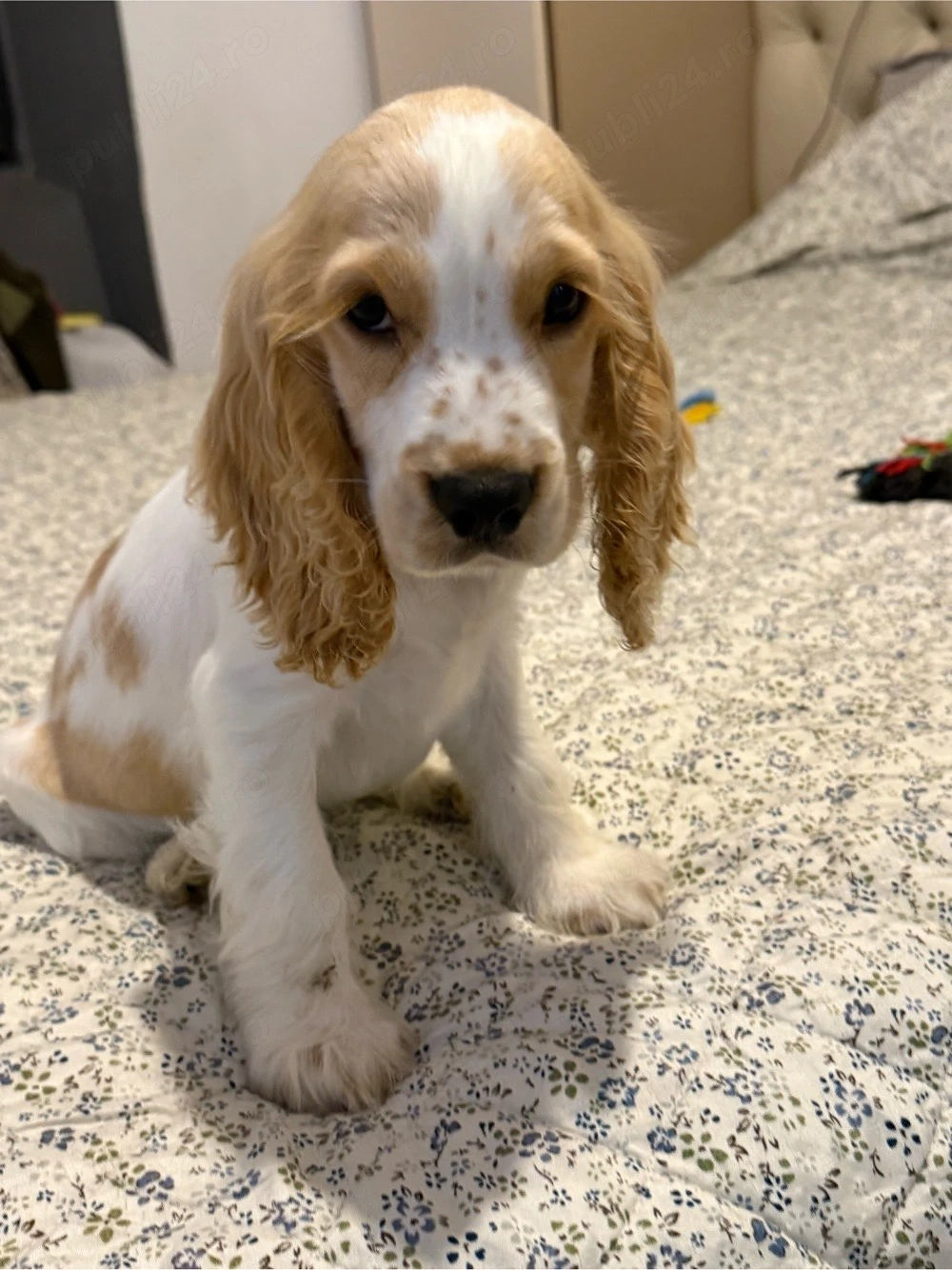 Baietel Cocker Spaniel