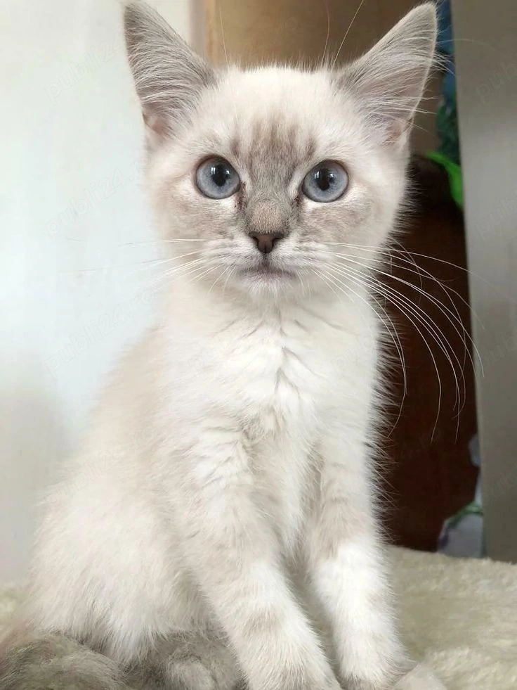 Ragdoll cu ochii albastri