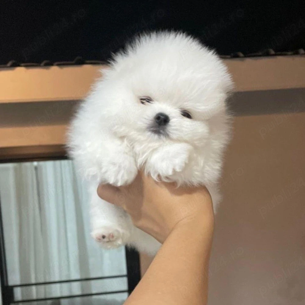 Pomeranian talie mica