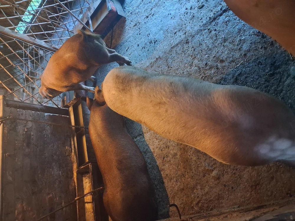 Vind porci duroc si marele alb 100-120 kg