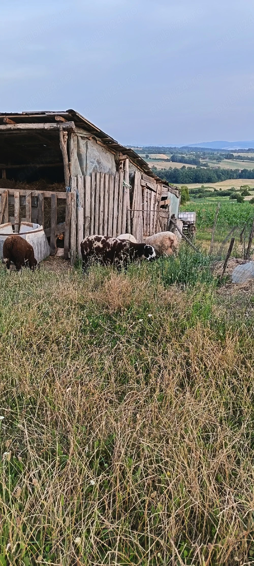 mieluțe și berbecuți texel 