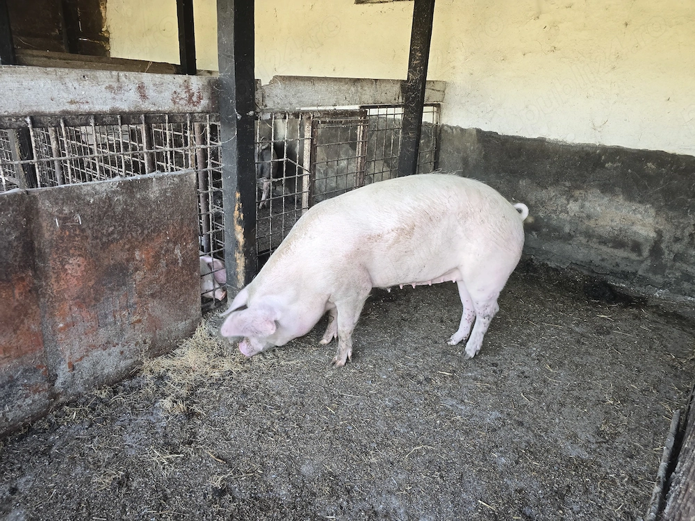 Porci rasa Landrace 