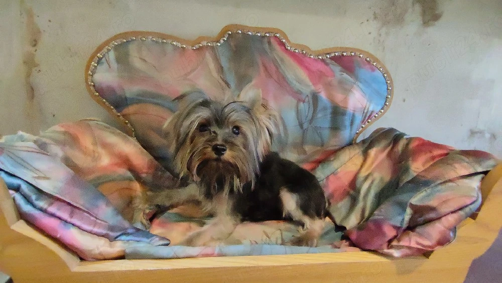 Yorkshire mini toy