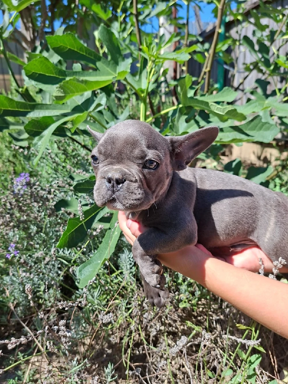 Buldog francez blue