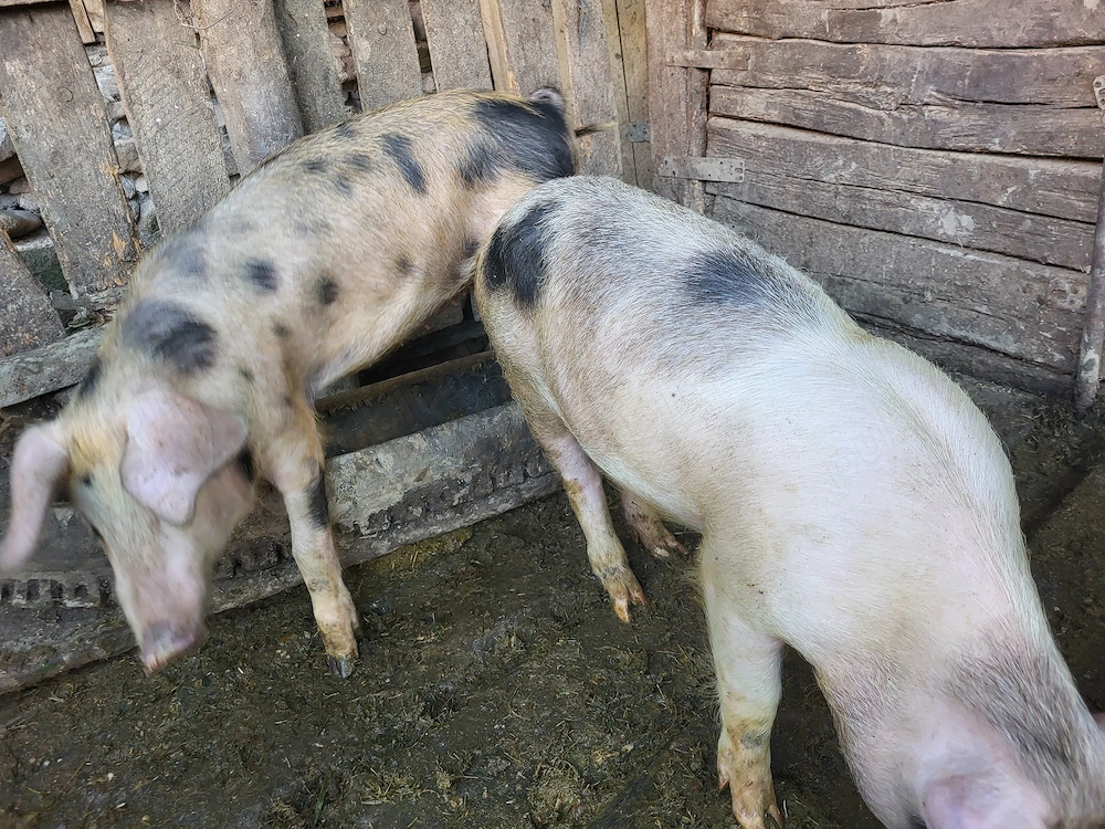 Se vând soldanii din pozele atasate