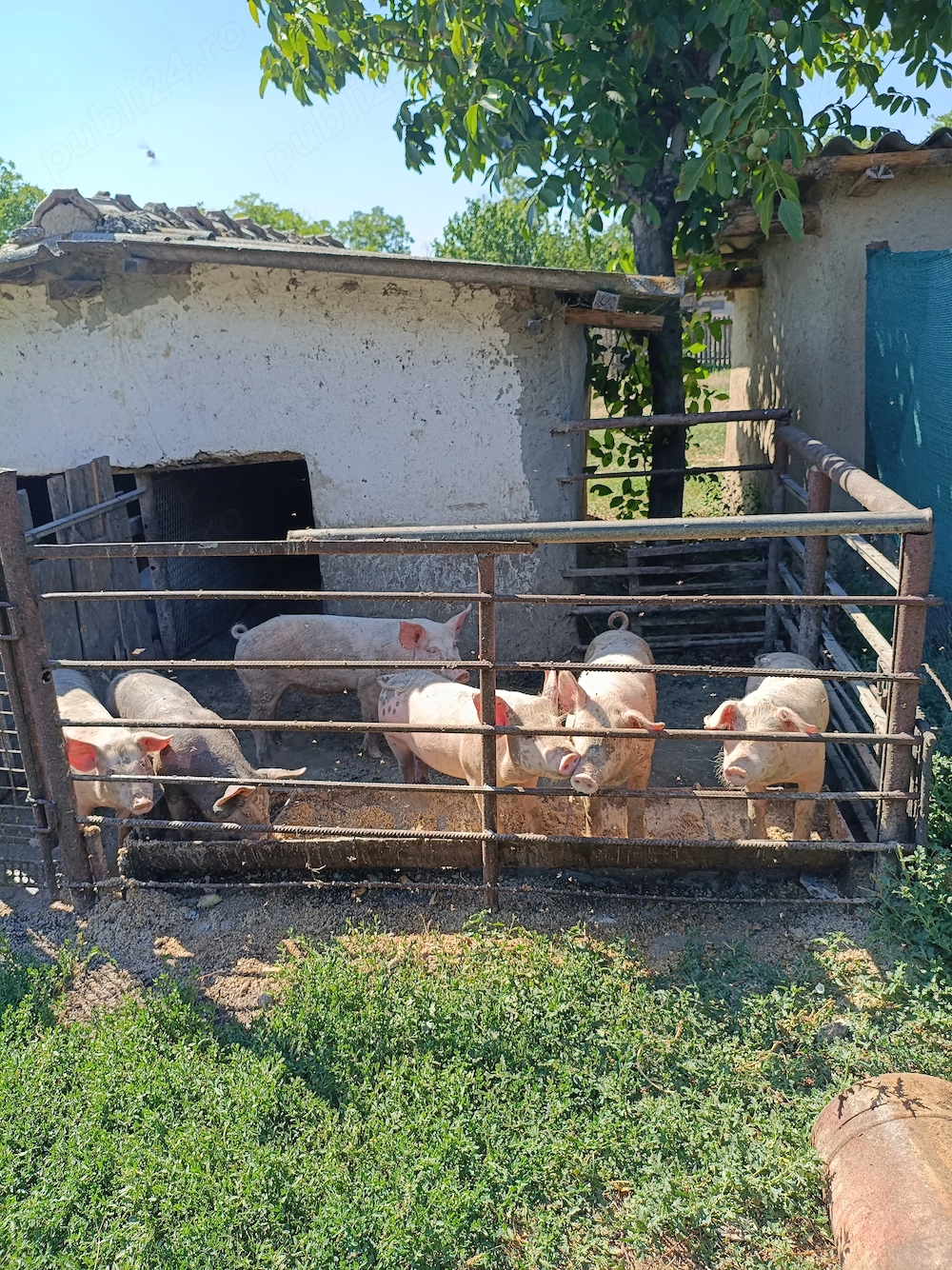 Porci de vânzare în comuna Reviga, Ialomița 