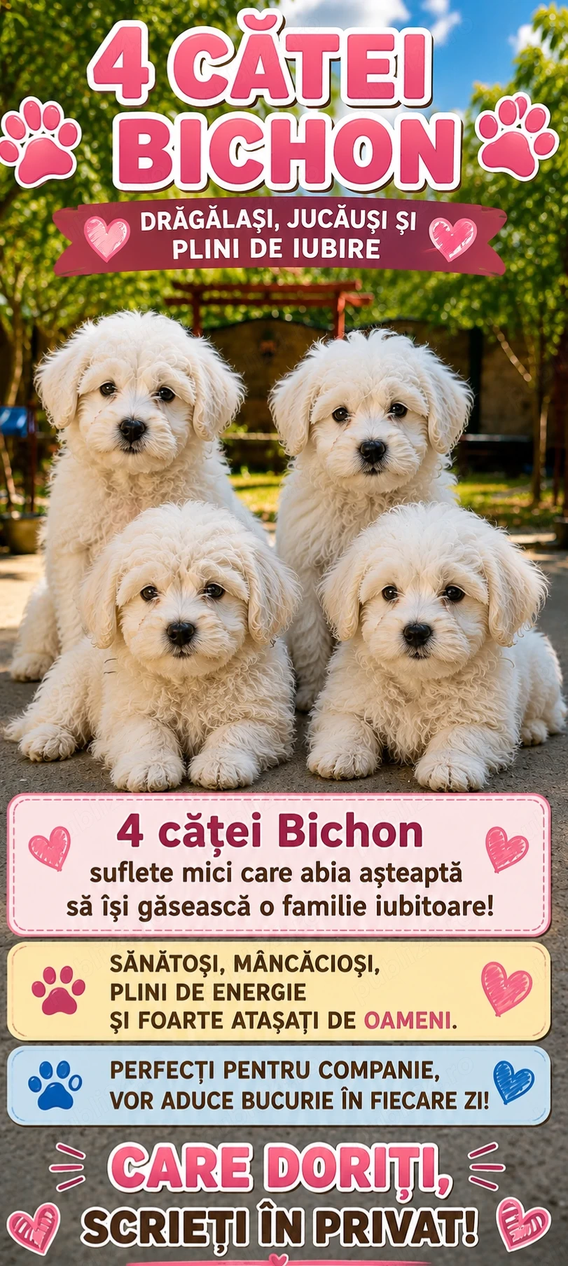 Căței talie mică 