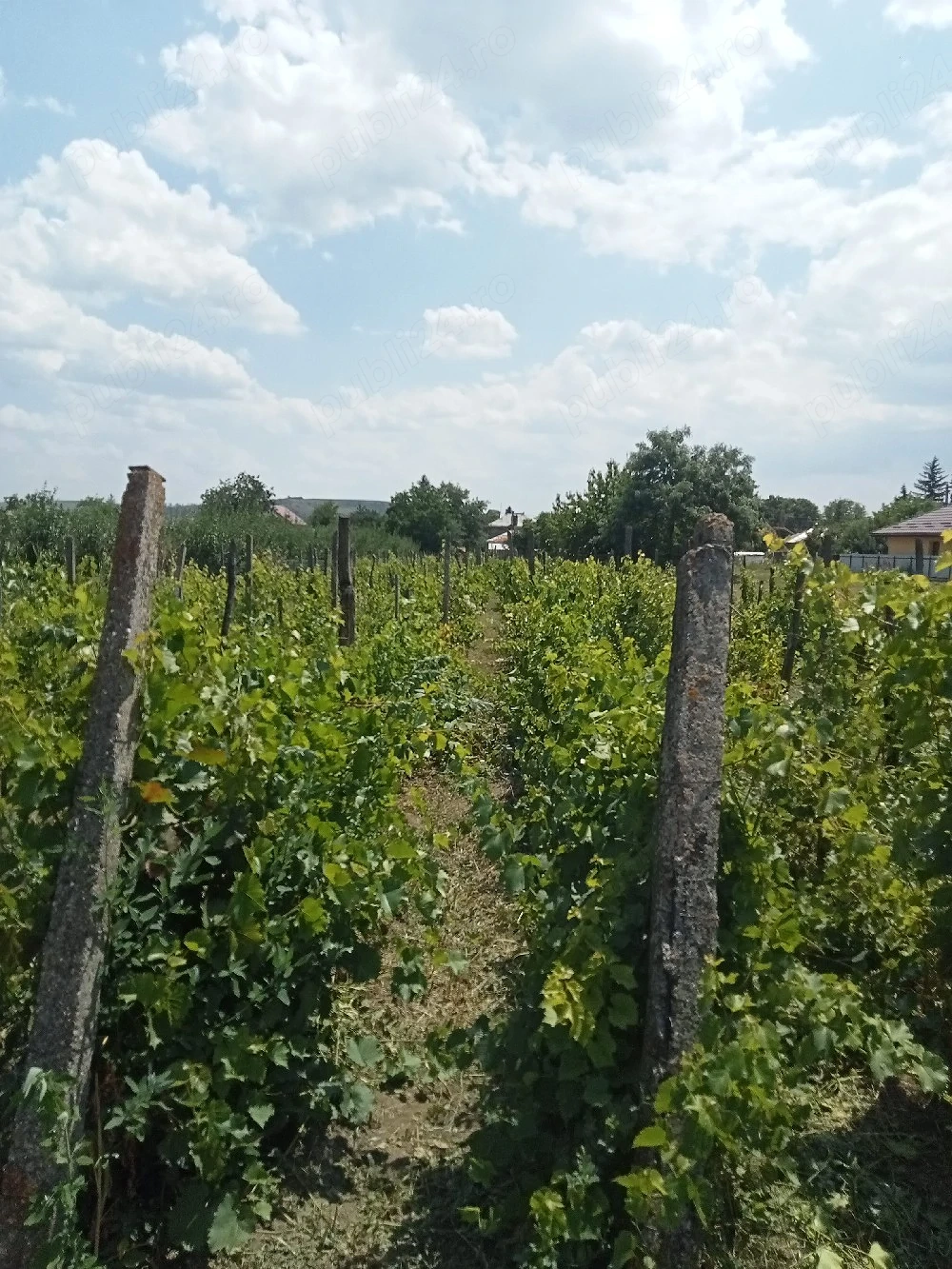 Teren de vânzare 