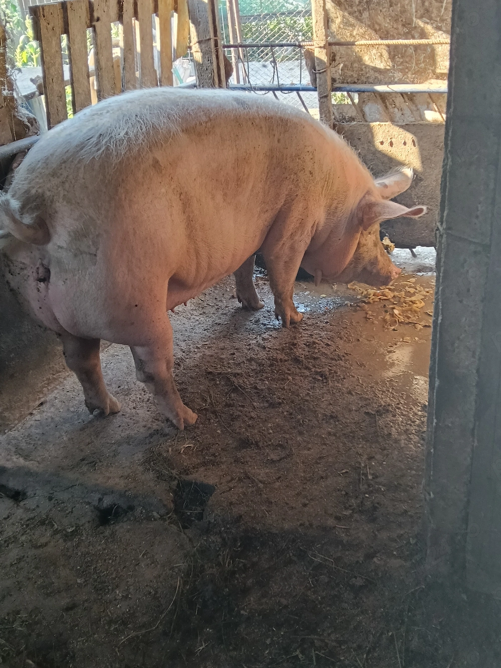 Vând schimb o purcea de 250 kg