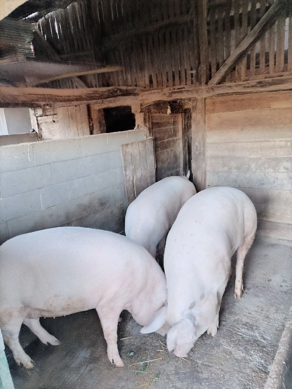 porci de vânzare 
