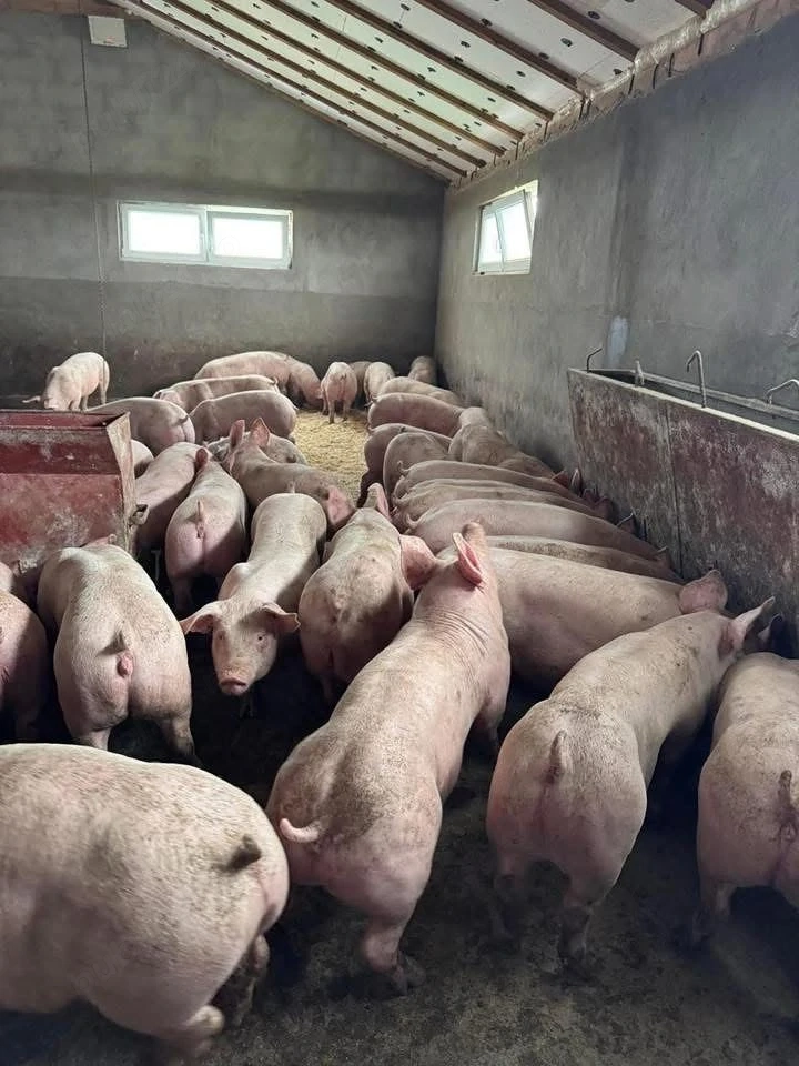 Porci Rasa pentru CARNE!
