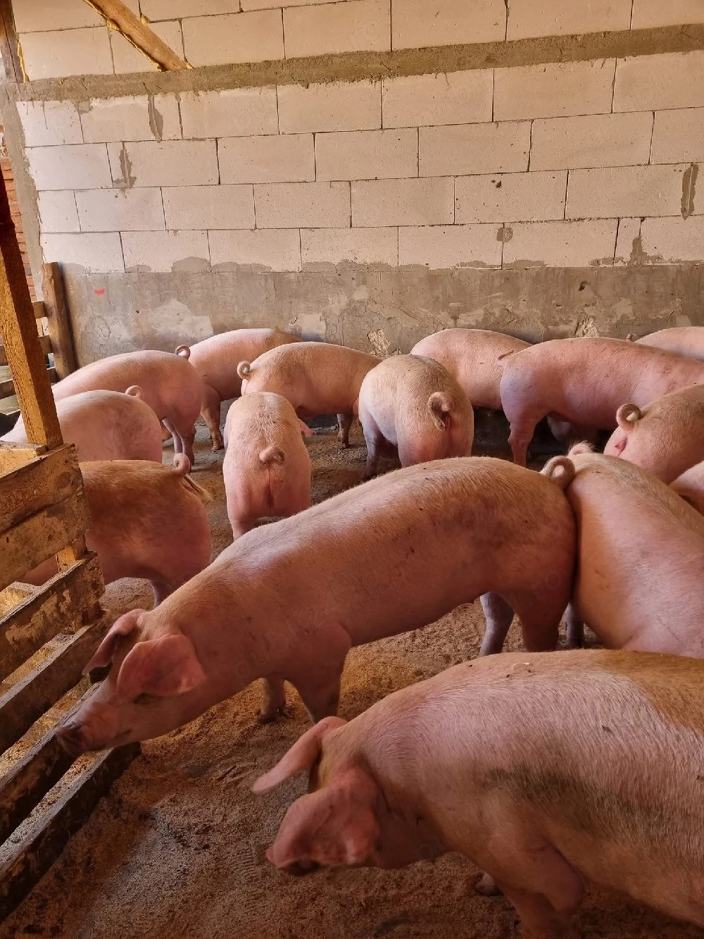 Porci rasa carne!