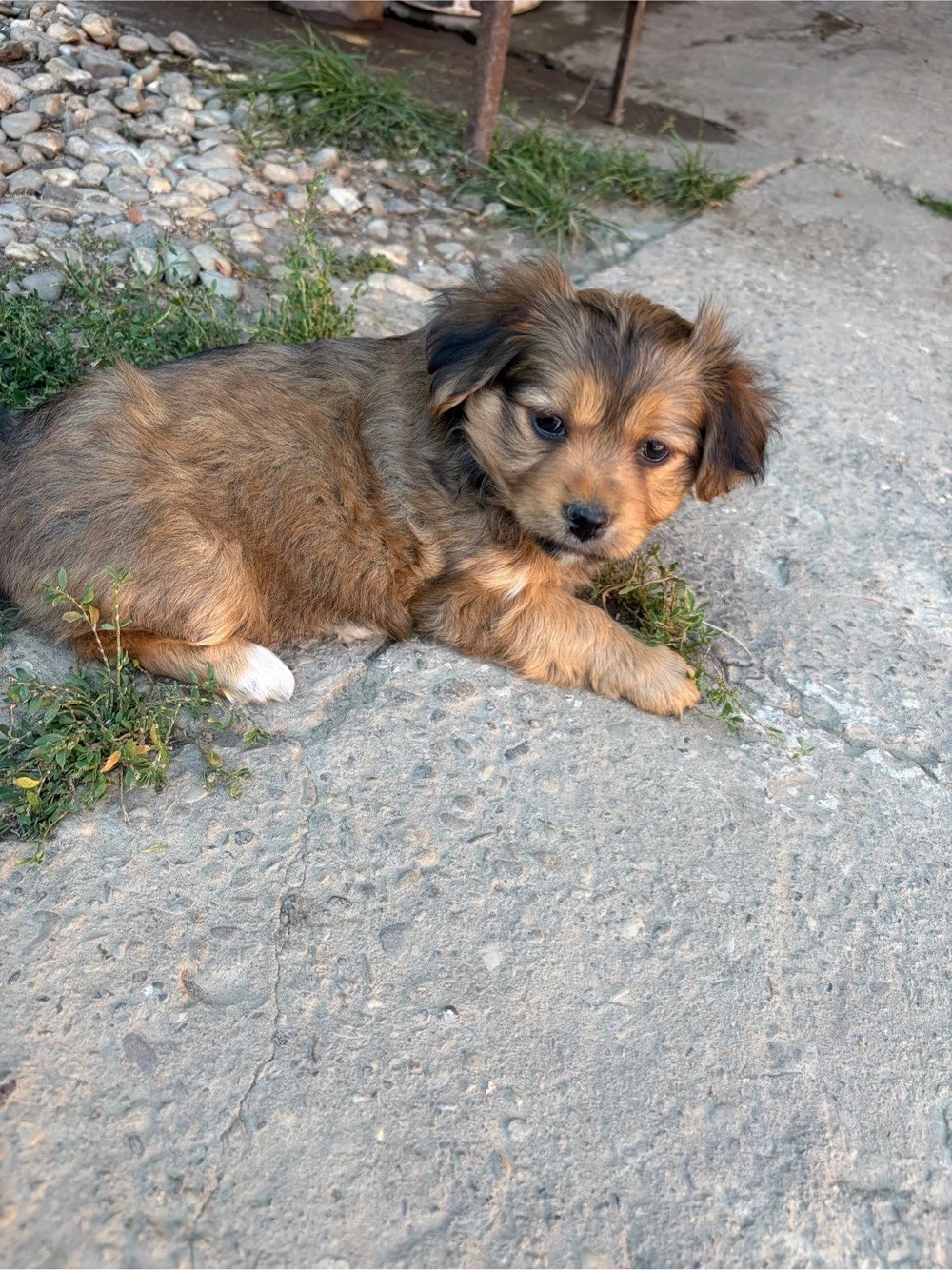 Fetita metis bichon pechinez
