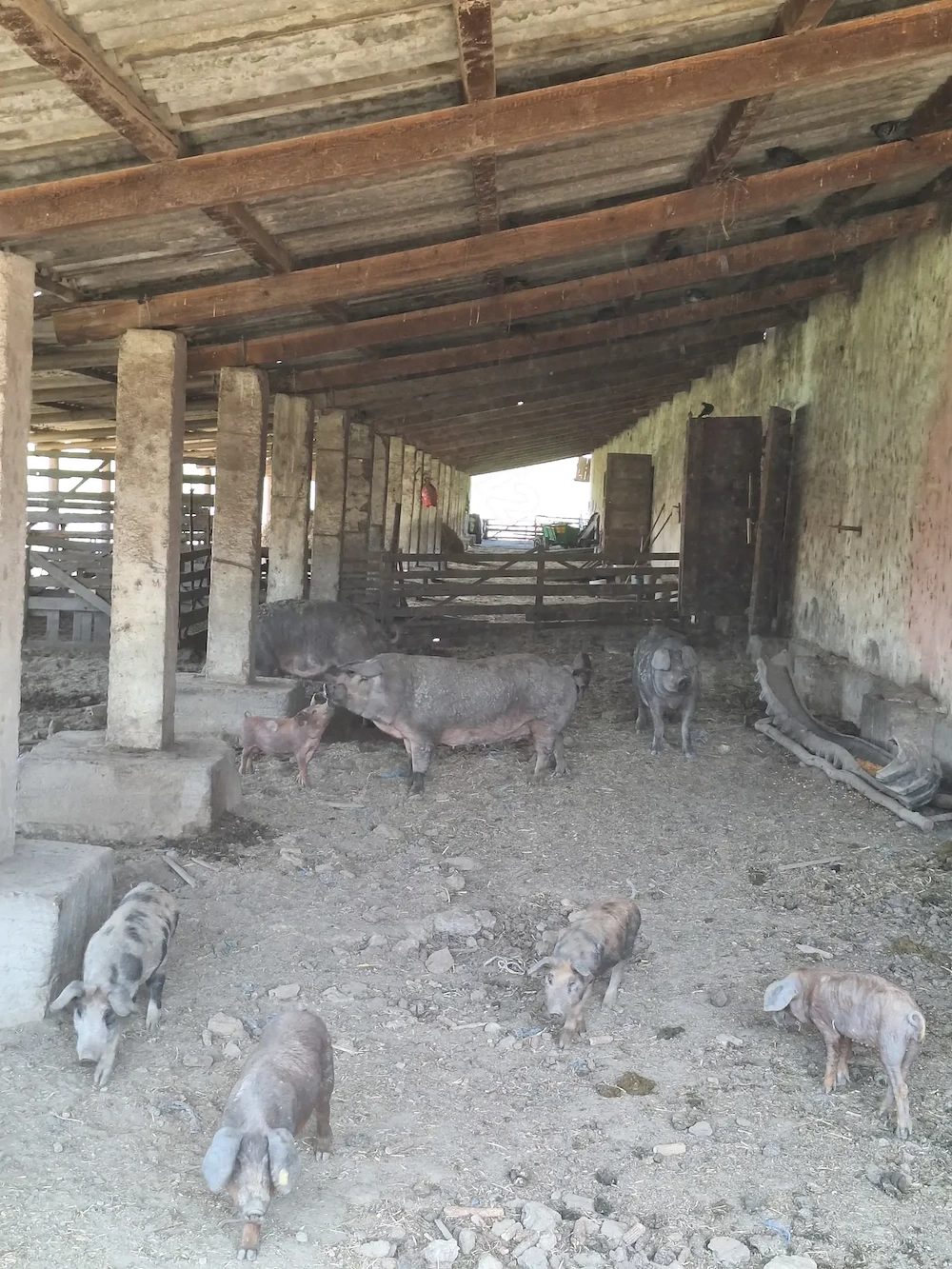 Purcei Duroc   crescuți natural, sănătoși   disponibil imediat