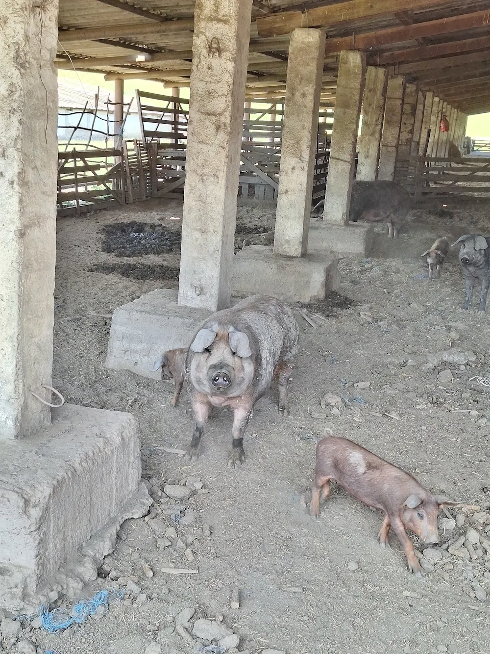 Porci Duroc   carne   200 kg   crescuți natural, în libertate